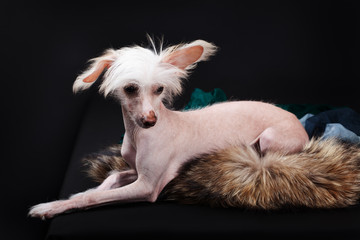 Лысая хохлатая собака лежит на черном фоне.