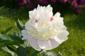 Gentle white peony flower in the garden 