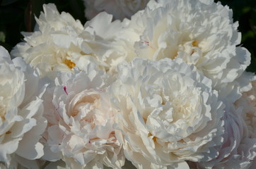 Gentle white peony flowers in the garden in summer
