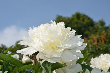 Gentle blooming beautiful white peony flower in the garden in the sky