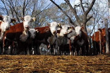 venta de ganado vacuno en remate feria