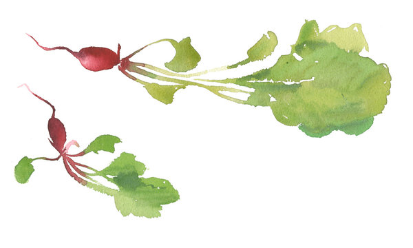 Radish with leaves, Hand drawn watercolor painting and illustration on the white background. For creating of beautiful vegan backgrounds, banner for farm market, bio sign, eco symbols. Natural radish.