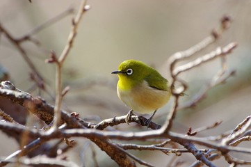 White-eye, Japanese White-eye　花鳥風月　メジロ