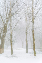 Trees covered with snow in the forest in thick fog Winter landsc