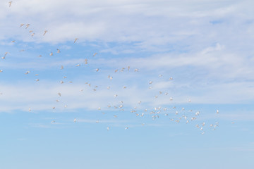 Common Tern flying