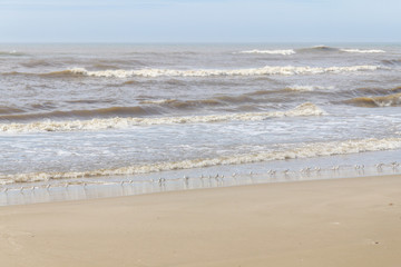 Fototapeta na wymiar Sanderling at the beach