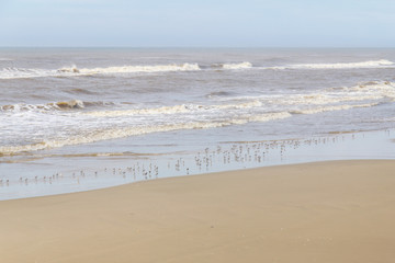 Sanderling at the beach