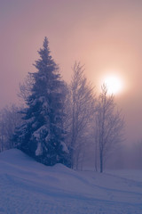 Early evening in winter forest. The sun shines through the dense fog at dusk. Silhouettes of fir and trees on the foggy pink background.