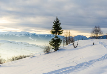 Obraz premium Green tree in the foreground. Winter mountain view at dawn, the