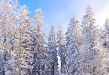 Fir trees covered by snow and hoarfrost on foggy blue sky background.