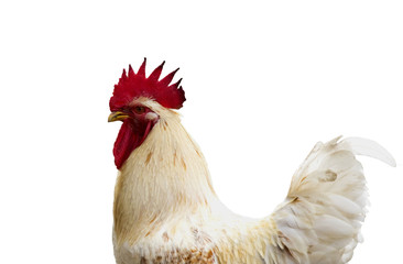 Image of chicken isolated on white background. Farm Animals.