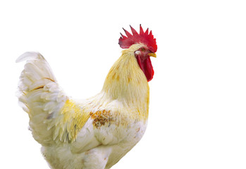 Image of chicken isolated on white background. Farm Animals.
