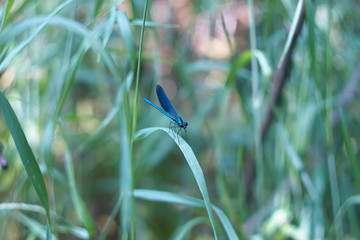 blue dragonfly
