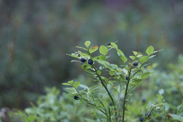 blueberries in the woods
