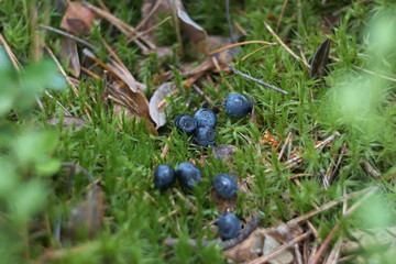 blueberries in the woods
