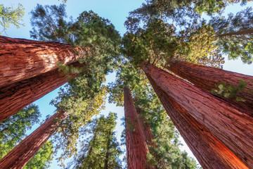 Forêt de séquoias géants dans le parc national de Sequoia en Californie.