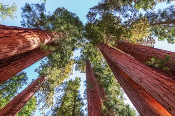 Papier Peint photo Lavable Parc naturel Forêt de séquoias géants dans le parc national de Sequoia en Californie.