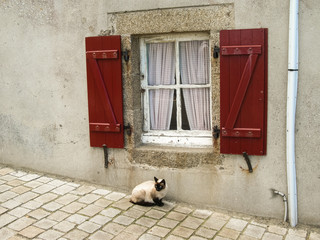 Siamese cat sitting under a red window