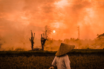 Fototapeta premium Sunset in Rice Field