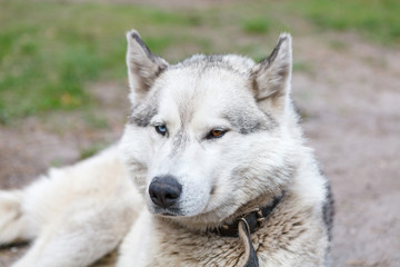 Husky dog with heterochromatic eyes