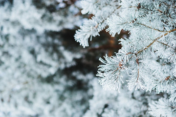 Frozen coniferous branches in white winter. Winter background. Close-up.