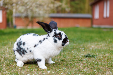 Fototapeta premium Checkered giant rabbit