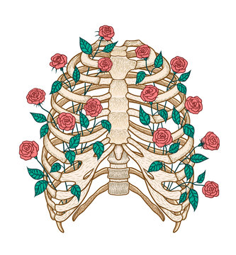 Illustration of human rib cage with roses. Line art style. Boho vector