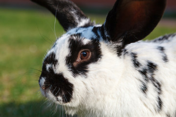 Fototapeta premium Checkered giant rabbit
