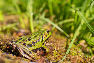 portrait of green frog (Rana esculenta) sitting