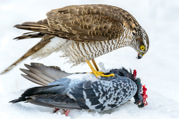 Eurasian Sparrowhawk eats meat killed the dove.