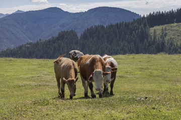 Obraz premium Dreilaendereck bei Arnoldstein