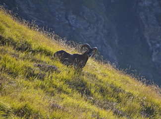 fauna sulle Alpi Apuane, stambecco