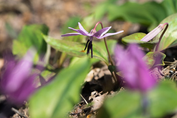 カタクリの花
