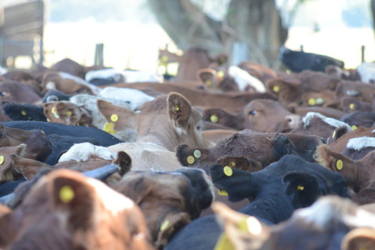 remate feria de venta de ganado bovino