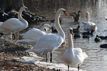 Group of swans by the lake