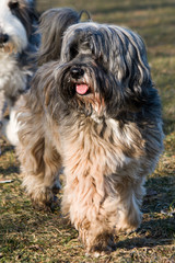 Tibet Terrier dog