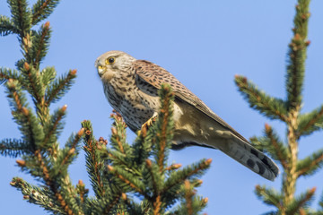 Turmfalke (Falco tinnunculus)