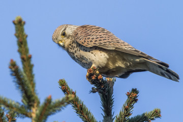 Turmfalke (Falco tinnunculus)