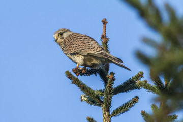 Turmfalke (Falco tinnunculus)