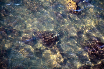 water and fish
