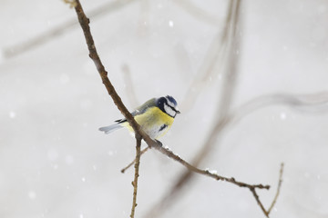 Winter is cold and snowy. but blue tit sitting on a branch. He was not cold ...
