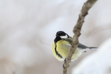 Disheveled titmouse sitting on a branch ... cold