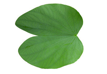 Obraz premium Bauhinia aureifolia green leaf , white background