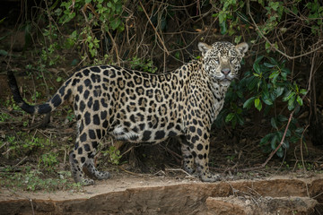 Fototapeta na wymiar American jaguar is walking by the river in the nature habitat, panthera onca, wild brasil, brasilian wildlife, pantanal, green jungle, big cats