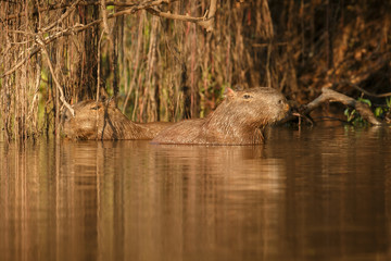 capybara in the nature habitat of northern pantanal, biggest rondent, wild america, south american wildlife, beauty of nature, giants 