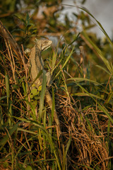 Wild green iguana close up in the nature habitat, wild brasil, brasilian wildlife, pantanal, green jungle, iguana iguana