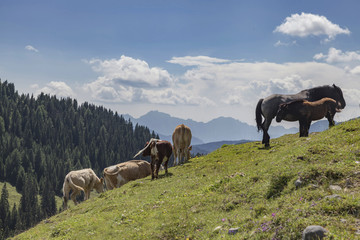 Am Oisternig in Karnten © Hanna Gottschalk