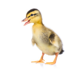 Cute little newborn fluffy duckling. One young duck isolated on a white background. Nice small bird.