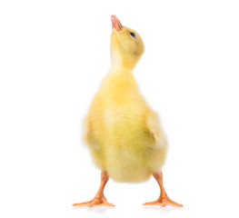 Cute little newborn yellow fluffy gosling. One young goose isolated on a white background. Nice...