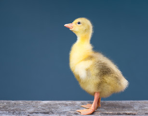 Cute little newborn gosling on dark background, standing on wood. Newly hatched gosling on a chicken farm. Nice one bird.